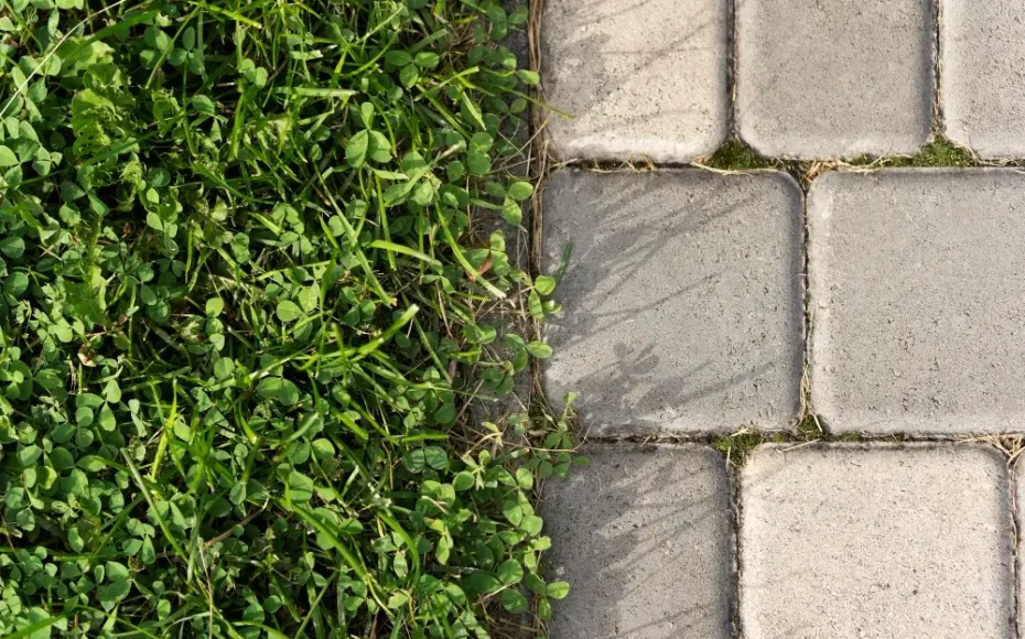 Plevel na dlažbě